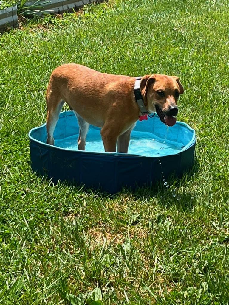 Enlarge Nemo, a Adopted mixed breed in Charles Town, WV image 2/6