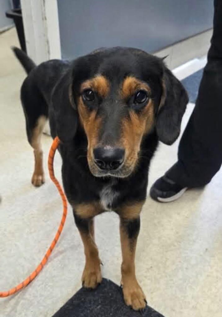 Dayzie, Adopted, Young Female Mixed Breed.