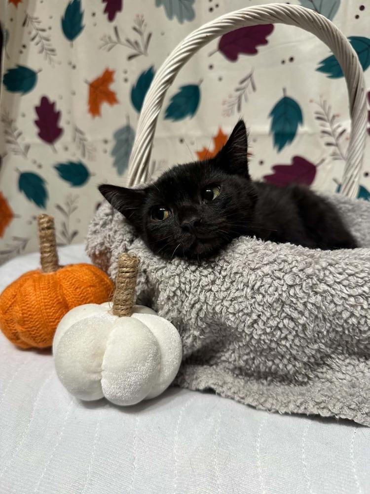 Enlarge Lincoln, a Adoptable mixed breed in Groveland, MA image 1/4