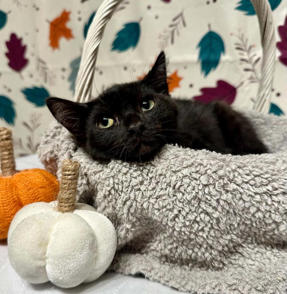 Enlarge Lincoln, a Adoptable mixed breed in Groveland, MA image 2/4