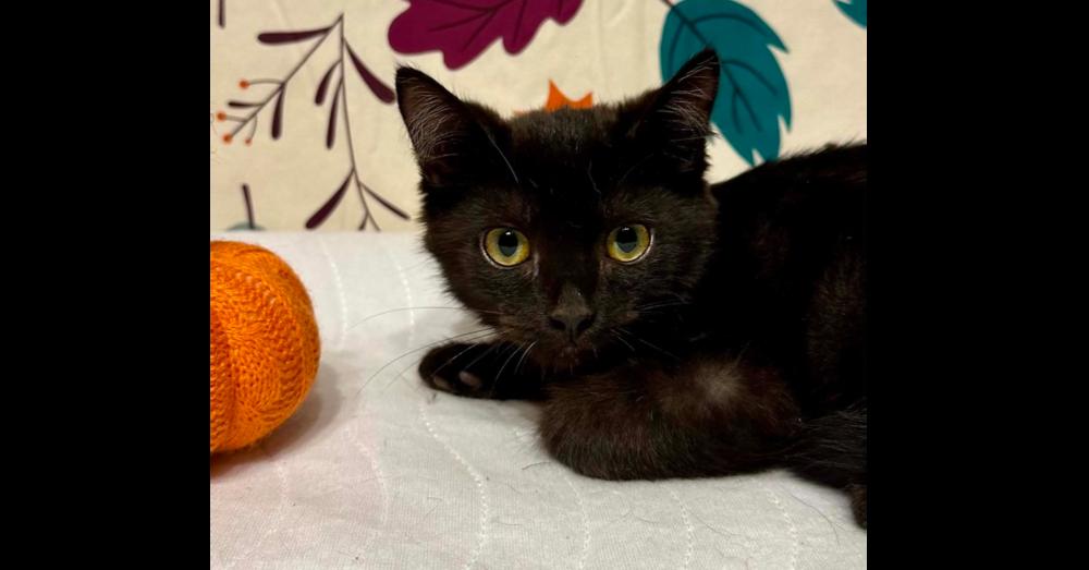 Enlarge Lincoln, a Adoptable mixed breed in Groveland, MA image 3/4