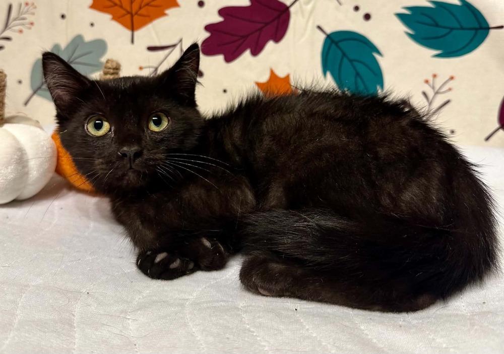 Enlarge Lincoln, a Adoptable mixed breed in Groveland, MA image 4/4