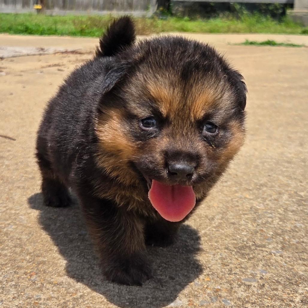 Hash Brown The Third, adopted, Puppy Male Shepherd.