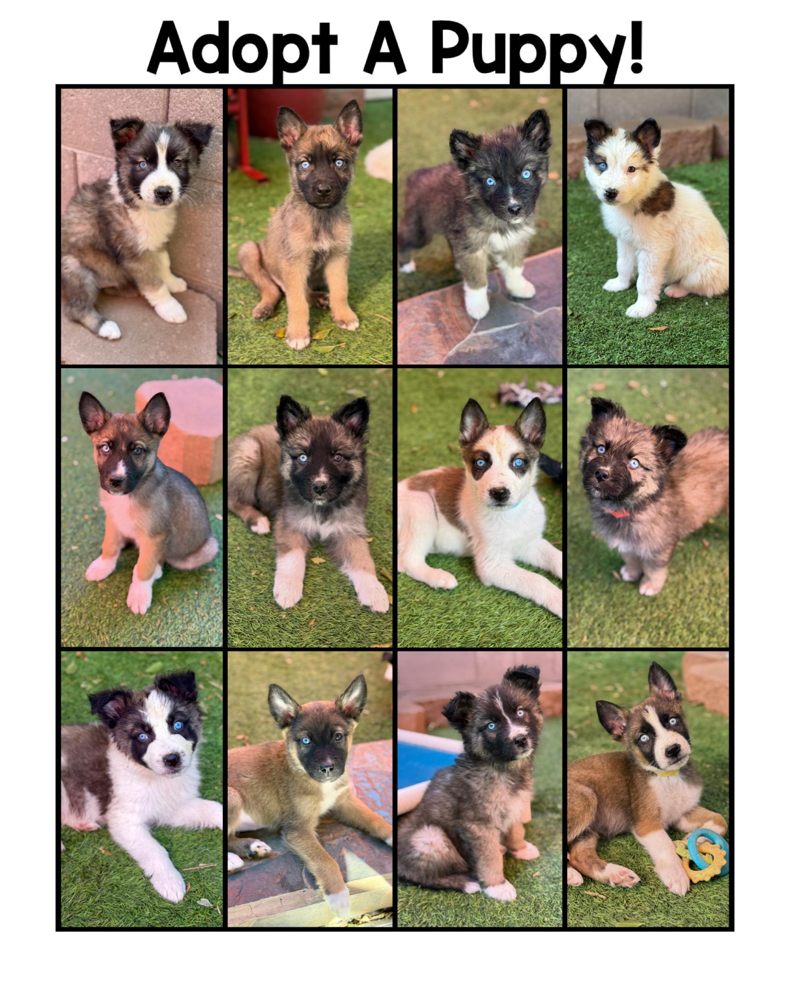 Husky/Shepherd/Aussie mixes, a ADOPTABLE mixed breed in Glendale, AZ image 1/2