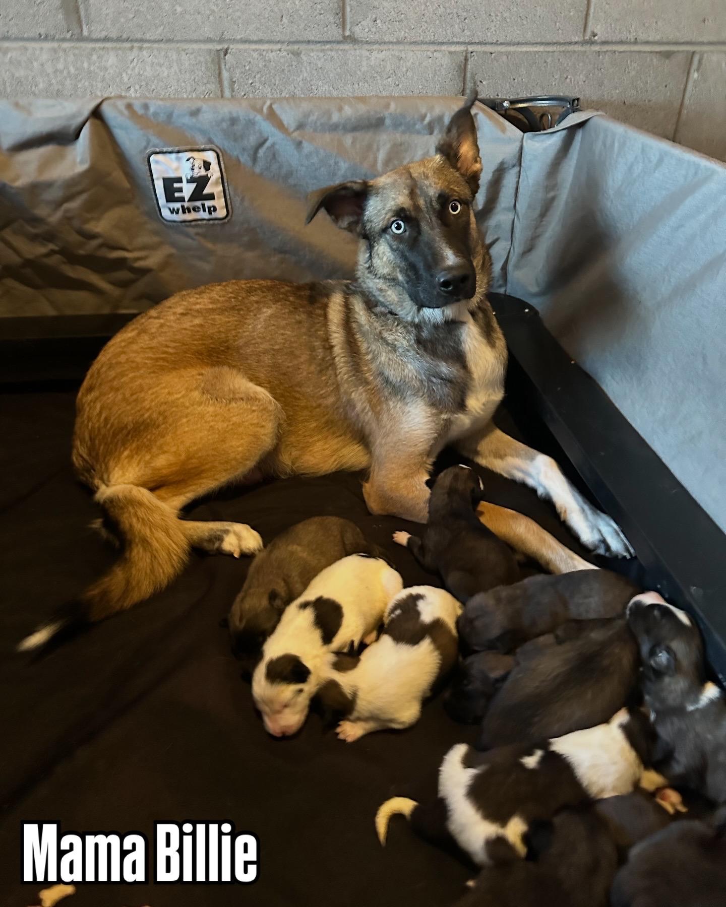 Husky/Shepherd/Aussie mixes, a ADOPTABLE mixed breed in Glendale, AZ image 2/2