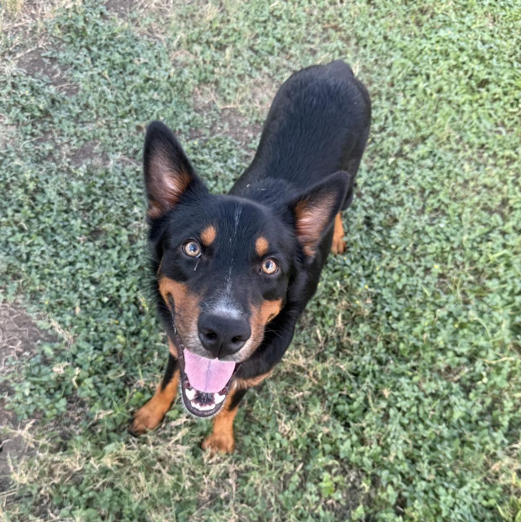Enlarge Giovani, a Adoptable mixed breed in Brenham, TX image 1/6