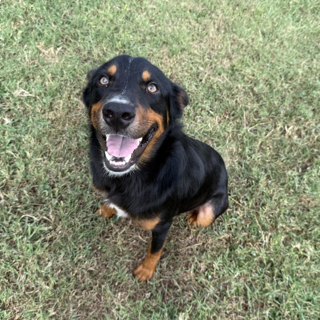 Enlarge Giovani, a Adoptable mixed breed in Brenham, TX image 2/6