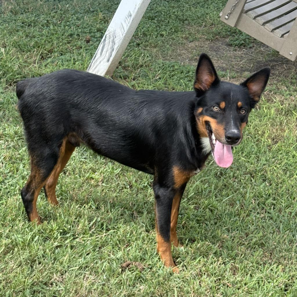 Enlarge Giovani, a Adoptable mixed breed in Brenham, TX image 3/6