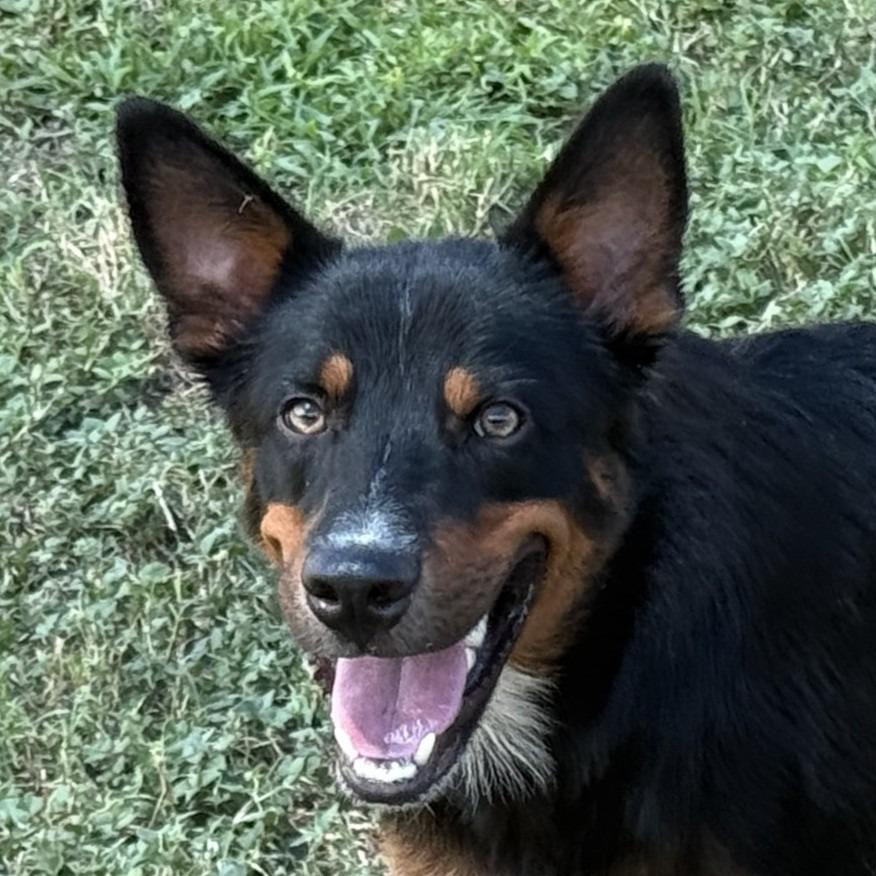 Giovani, Adoptable, Young Male Shepherd & Mixed Breed.