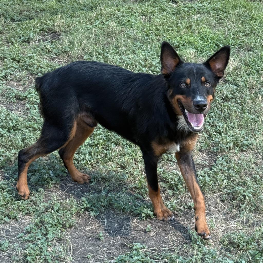 Enlarge Giovani, a Adoptable mixed breed in Brenham, TX image 2/6