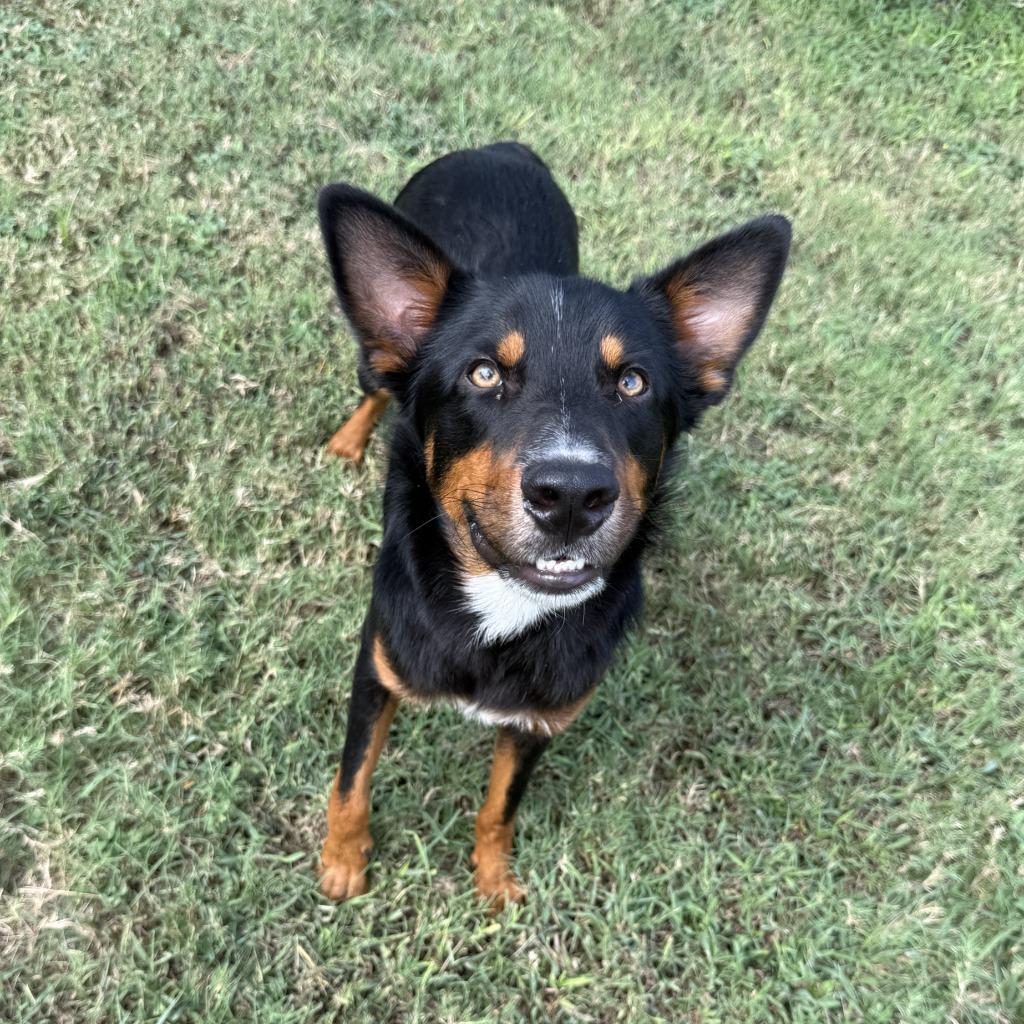 Enlarge Giovani, a Adoptable mixed breed in Brenham, TX image 5/6