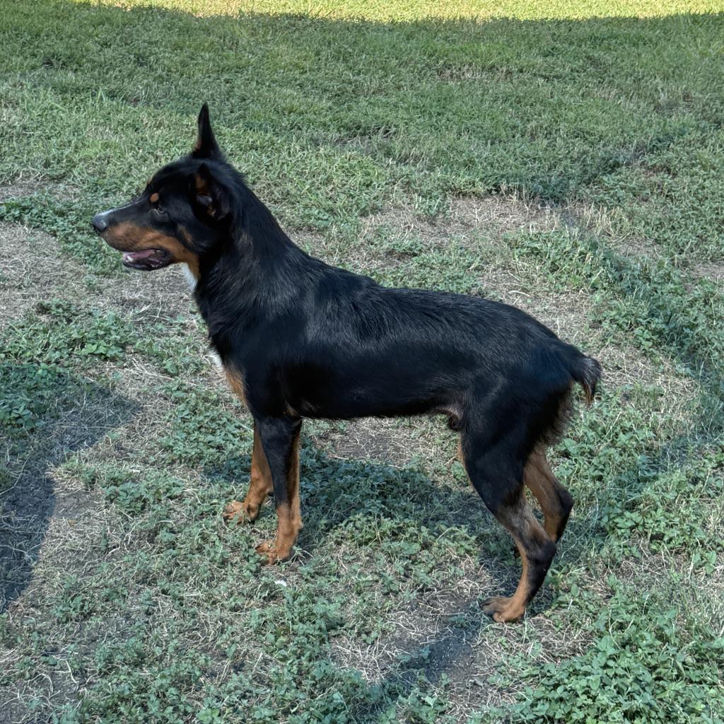 Enlarge Giovani, a Adoptable mixed breed in Brenham, TX image 4/6
