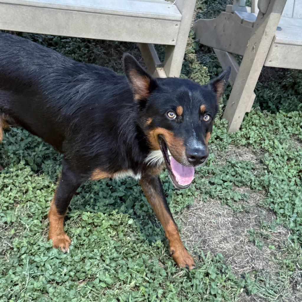 Enlarge Giovani, a Adoptable mixed breed in Brenham, TX image 5/6