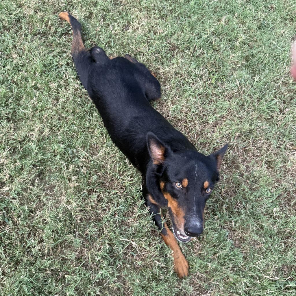Enlarge Giovani, a Adoptable mixed breed in Brenham, TX image 6/6