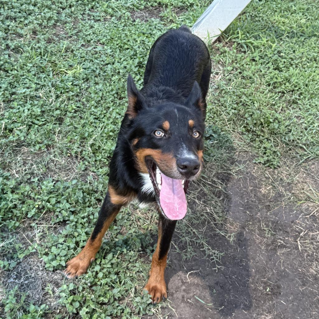 Enlarge Giovani, a Adoptable mixed breed in Brenham, TX image 6/6