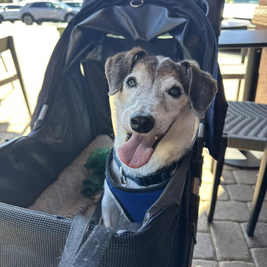 Bandit, a Adoptable Jack Russell Terrier in Ramona, CA image 2/6