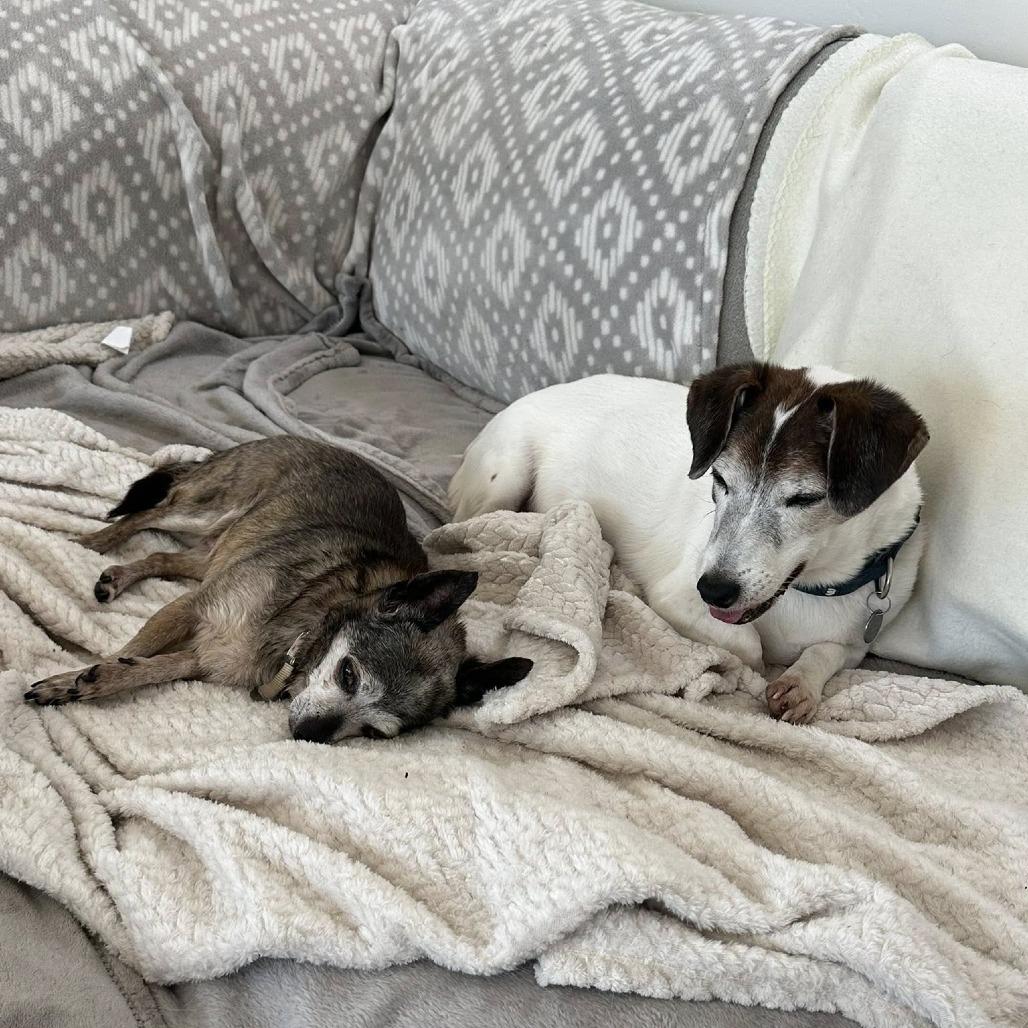 Bandit, a Adoptable Jack Russell Terrier in Ramona, CA image 3/6