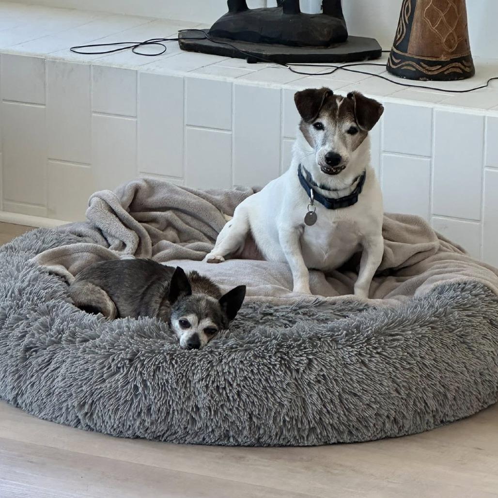 Bandit, a Adoptable Jack Russell Terrier in Ramona, CA image 4/6
