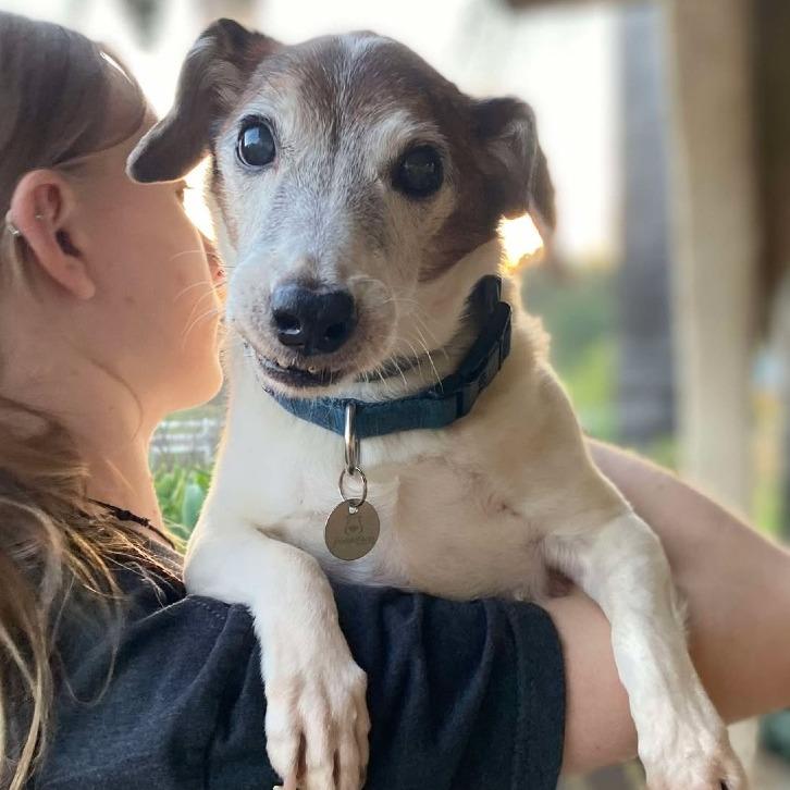 Bandit, a Adoptable Jack Russell Terrier in Ramona, CA image 5/6