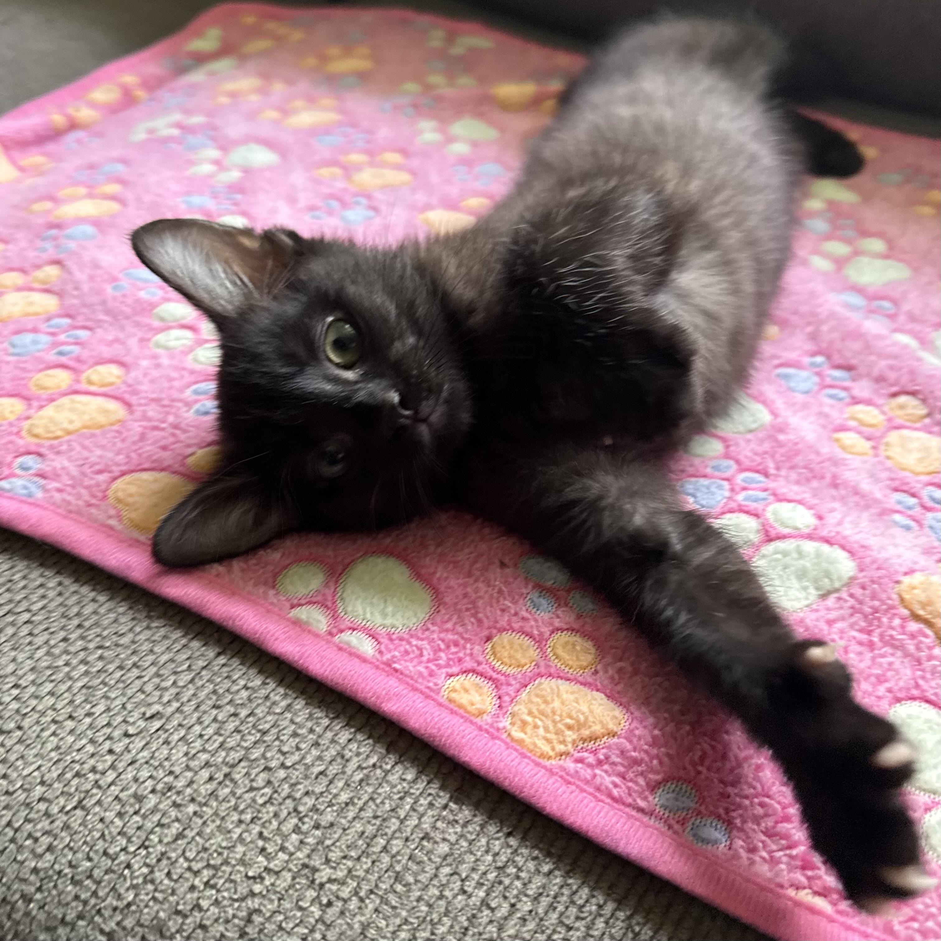 Jack, ADOPTABLE, Kitten Male Domestic Short Hair.