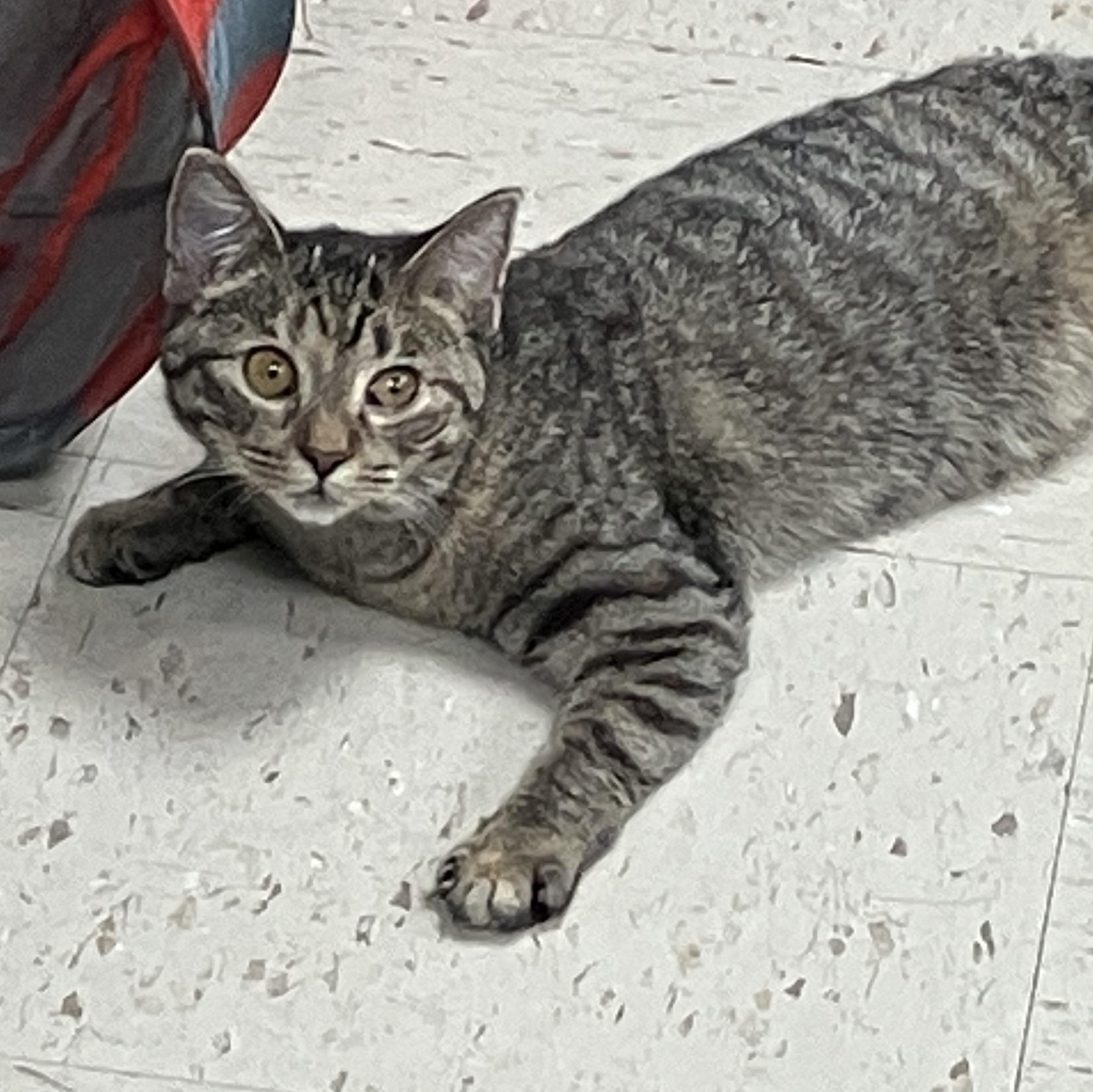 Cynthia, Adoptable, Young Female Domestic Short Hair.