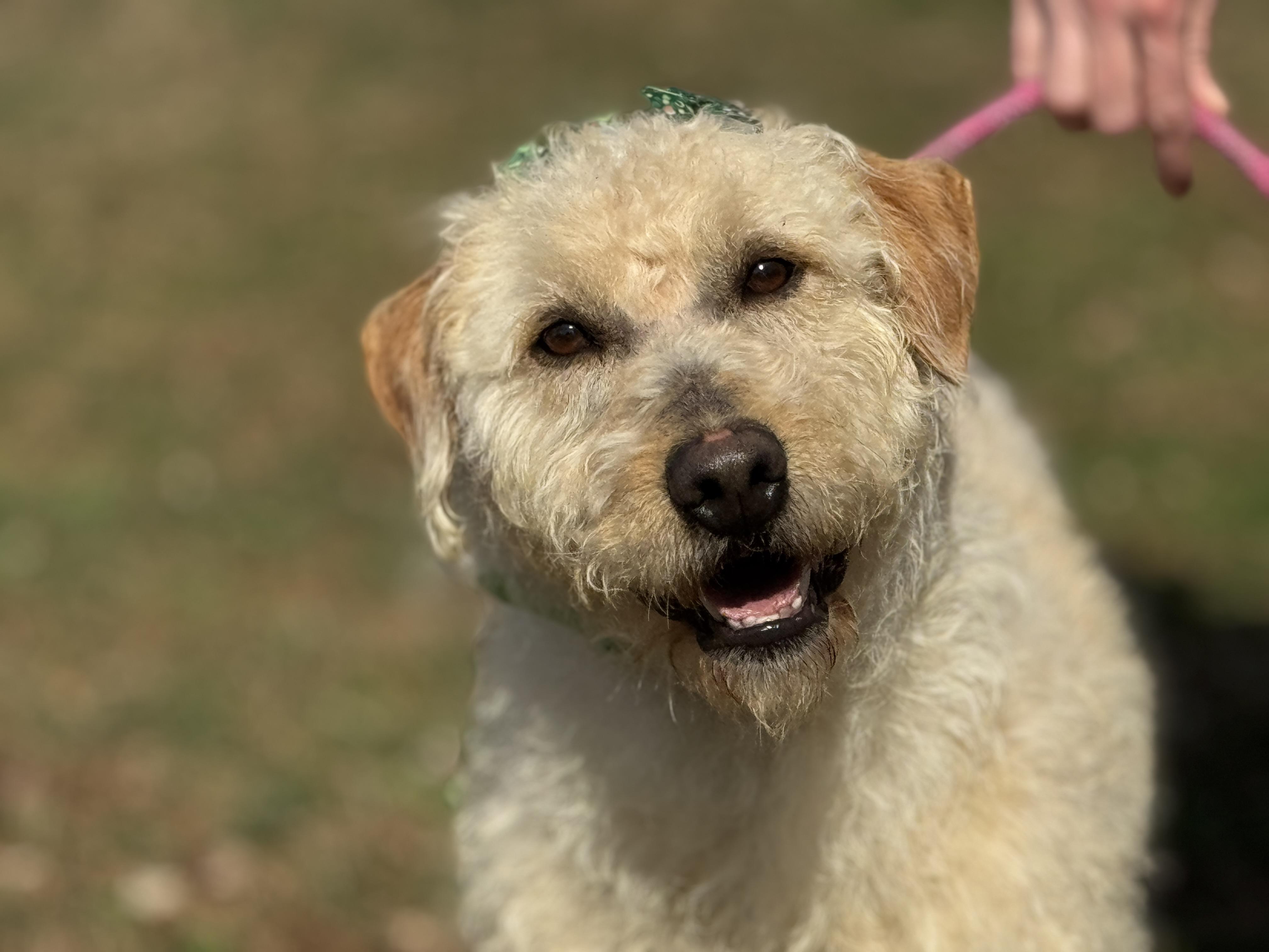 Enlarge Mandy, an adopted Goldendoodle in Richmond, VA image 5/6