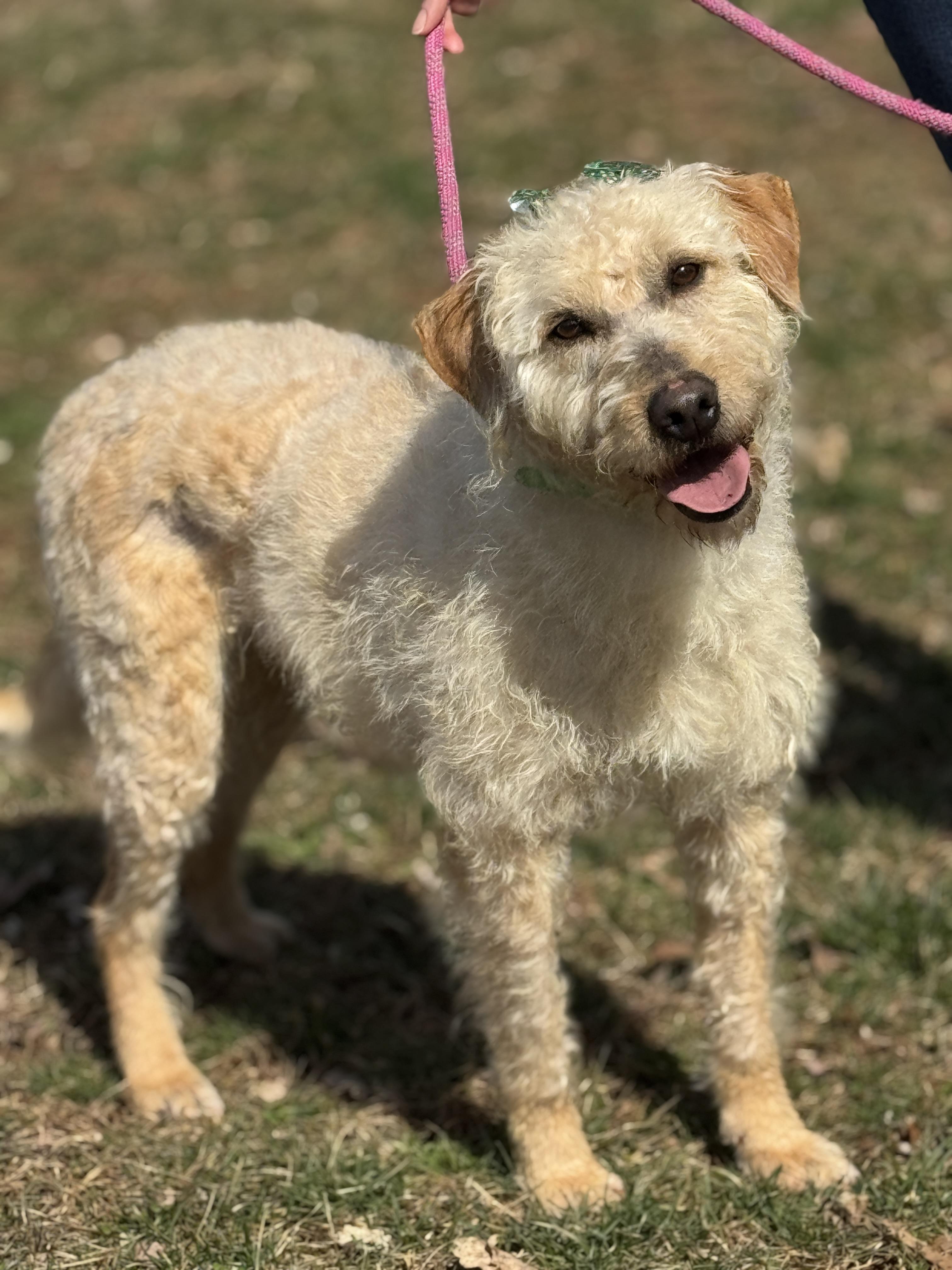 Enlarge Mandy, an adopted Goldendoodle in Richmond, VA image 6/6