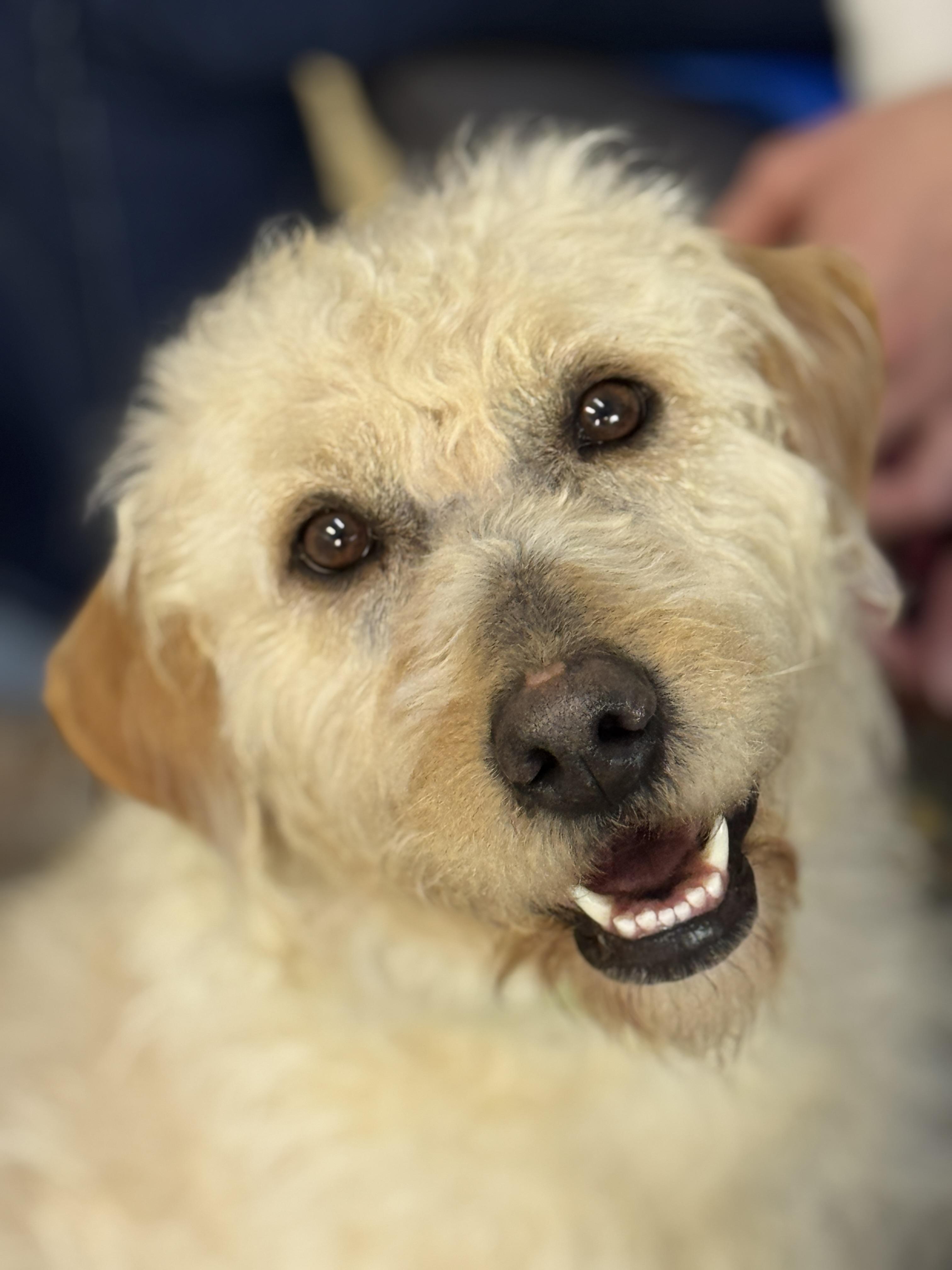 Enlarge Mandy, an adopted Goldendoodle in Richmond, VA image 1/6