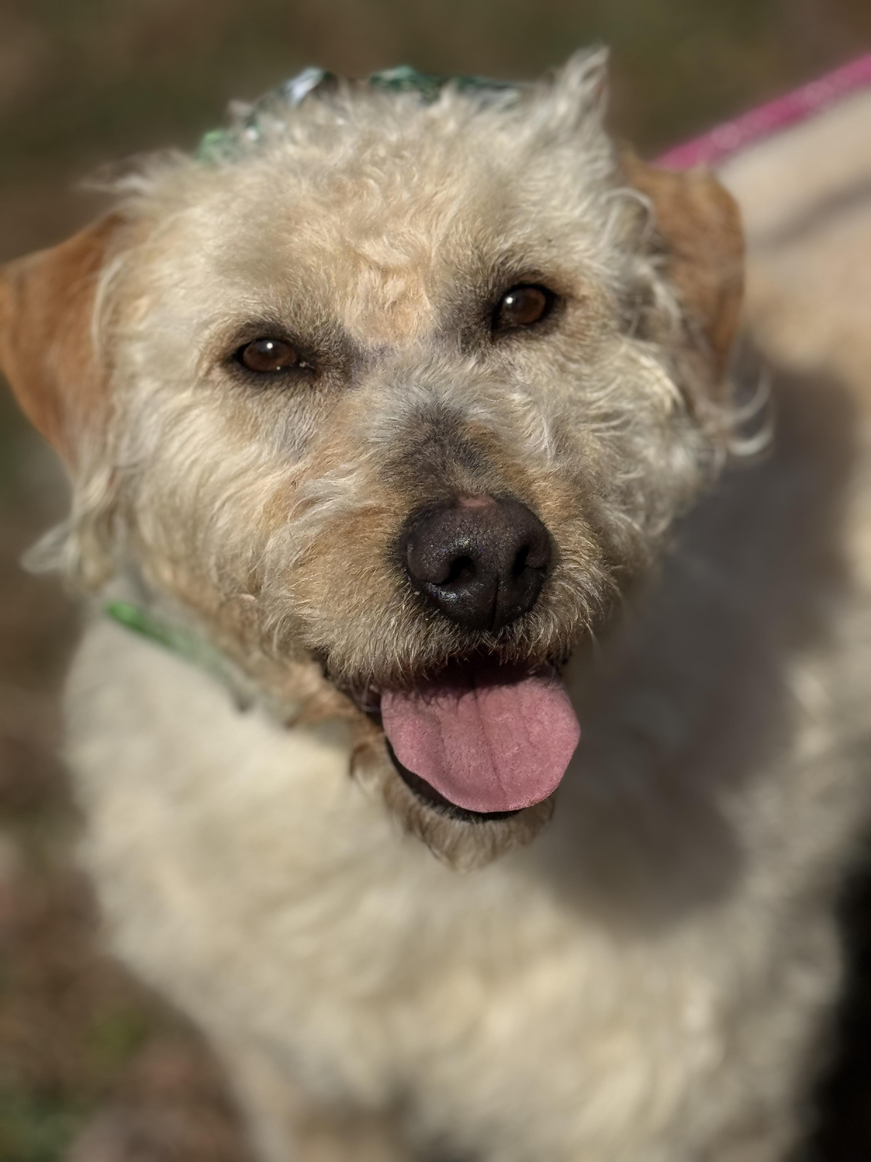 Enlarge Mandy, an adopted Goldendoodle in Richmond, VA image 3/6