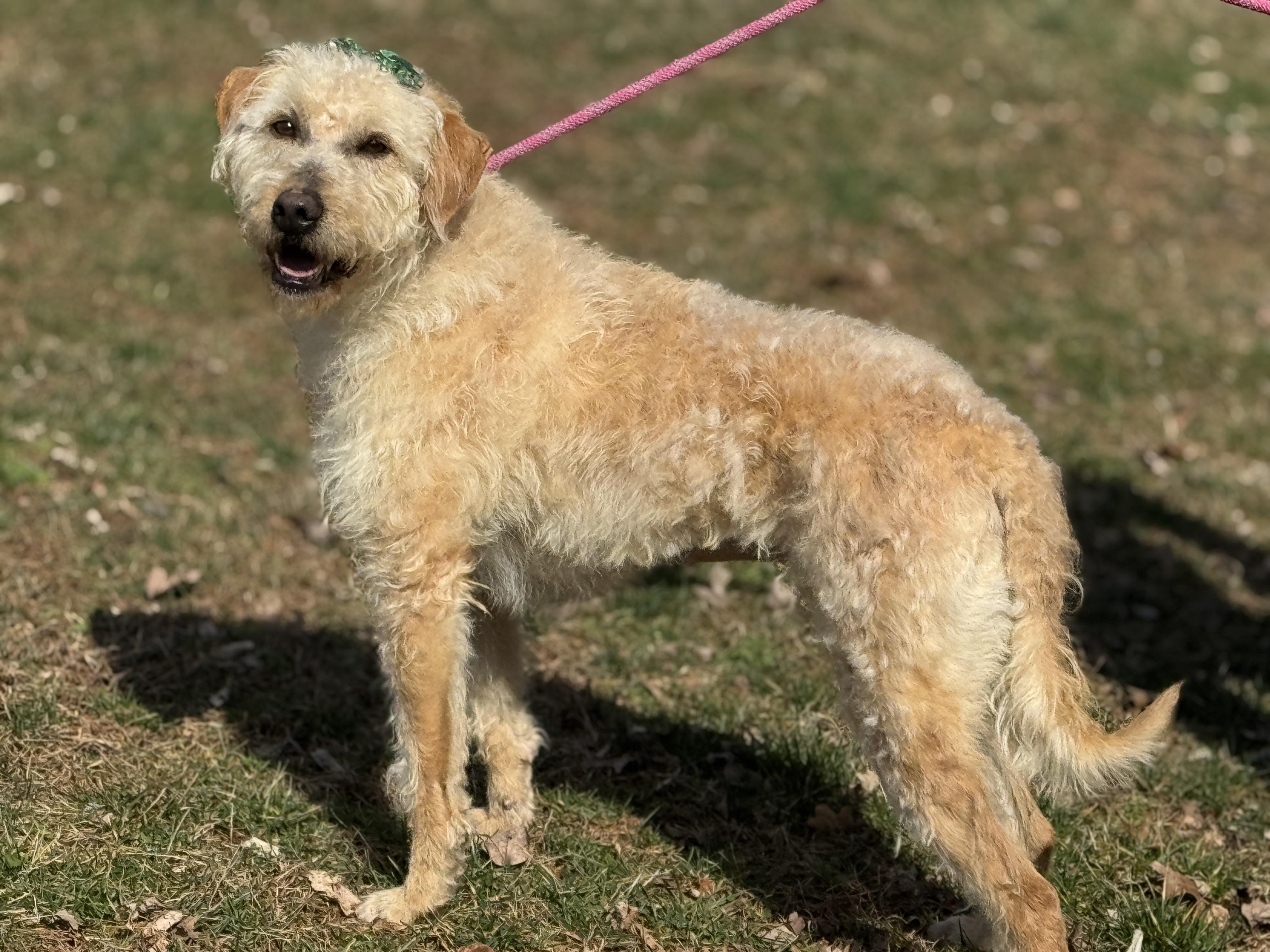 Enlarge Mandy, an adopted Goldendoodle in Richmond, VA image 2/6