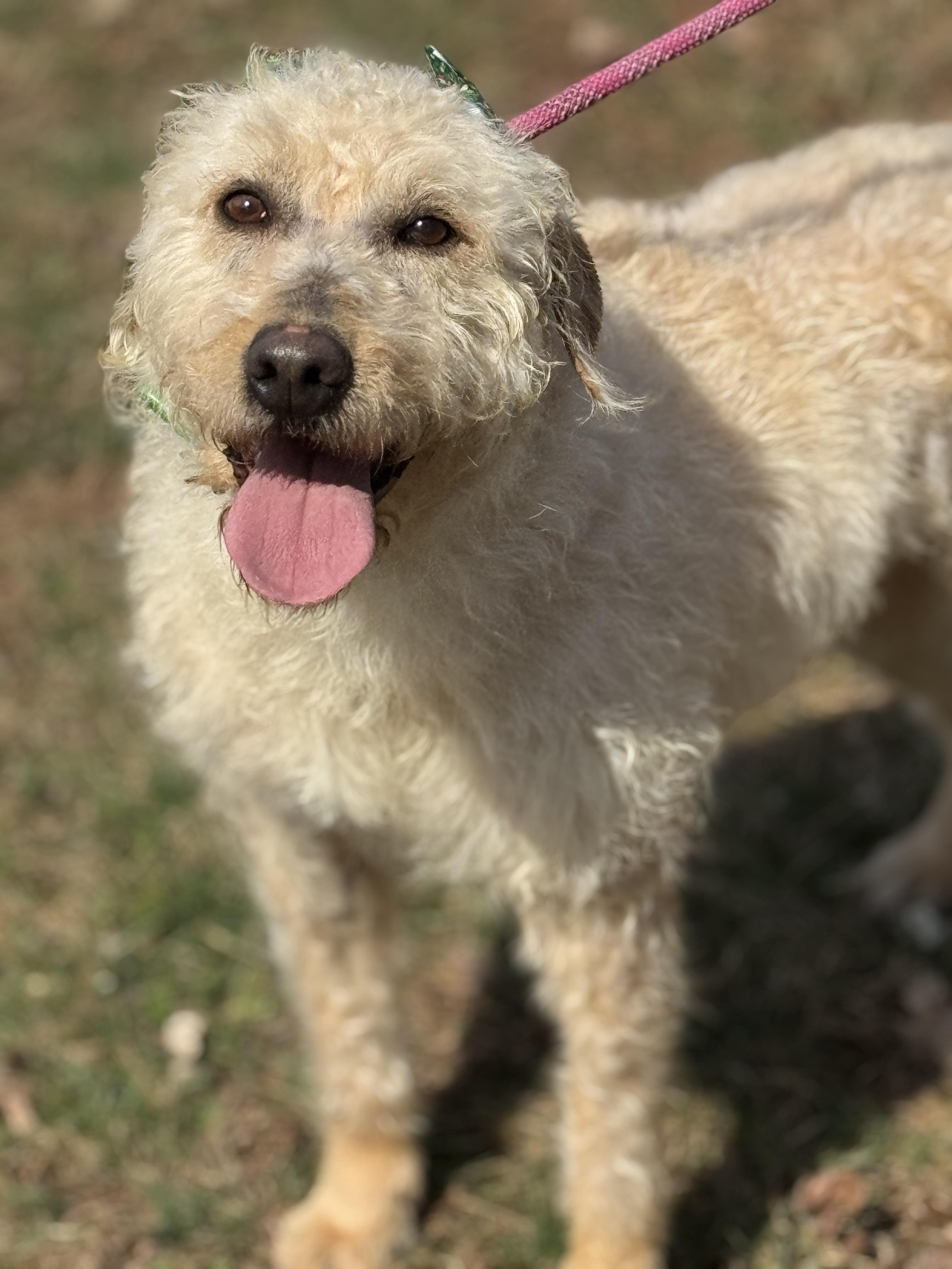 Enlarge Mandy, an adopted Goldendoodle in Richmond, VA image 4/6