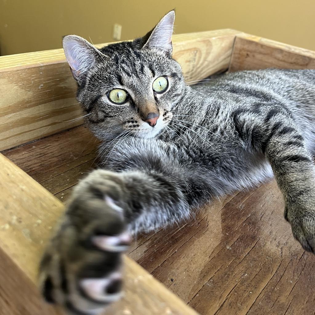 Zeus, Adoptable, Adult Male Domestic Short Hair.