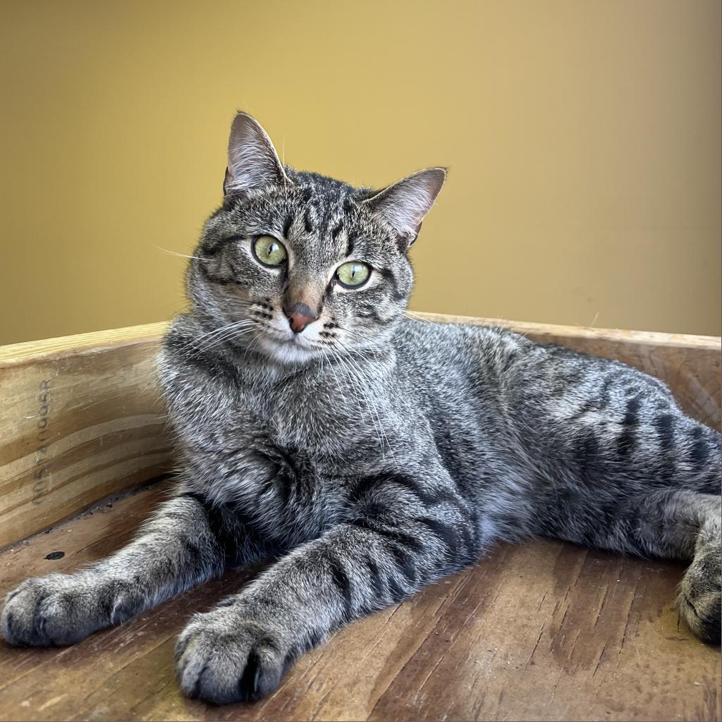 Enlarge Zeus, a Adoptable Domestic Short Hair image 2/3