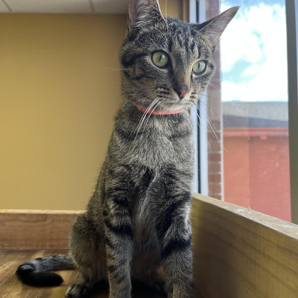 Enlarge Zeus, a Adoptable Domestic Short Hair image 3/3