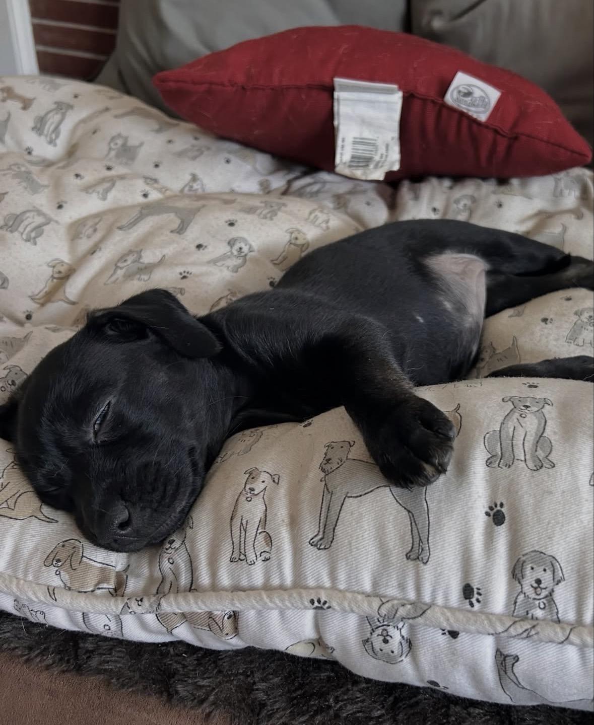 Midna, a Adoptable mixed breed in Pasadena, CA image 4/6
