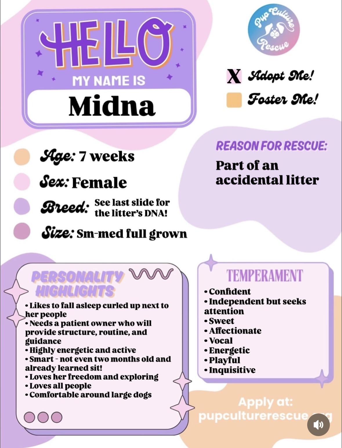 Midna, a Adoptable mixed breed in Pasadena, CA image 2/6