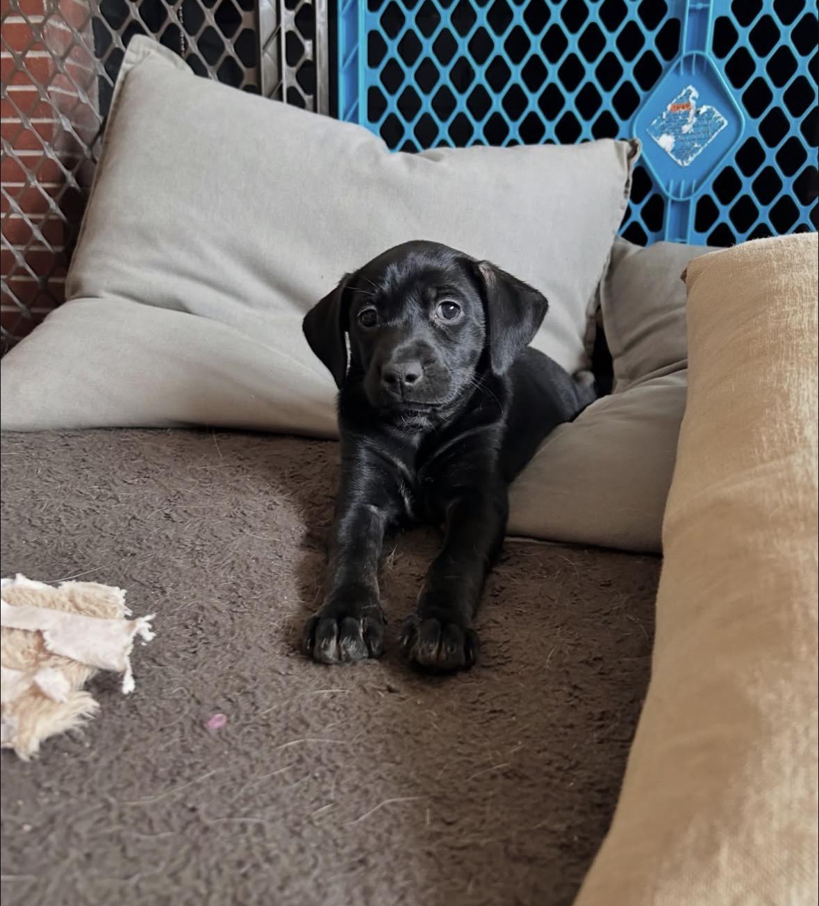 Midna, a Adoptable mixed breed in Pasadena, CA image 5/6
