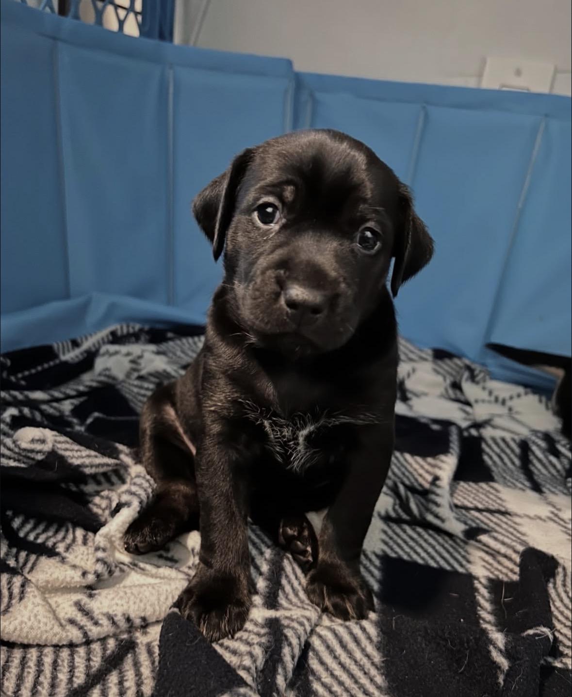 Midna, a Adoptable mixed breed in Pasadena, CA image 3/6