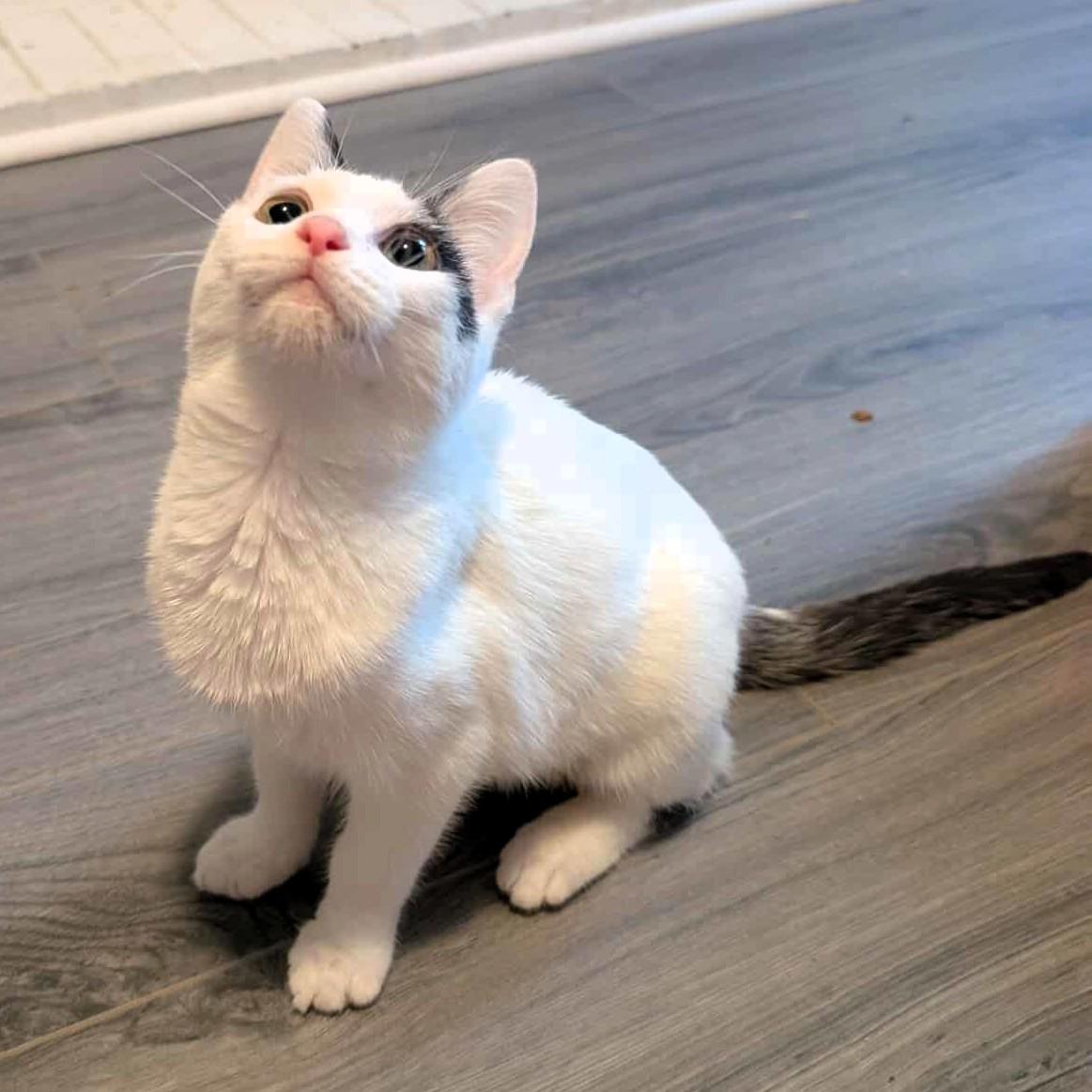 Enlarge Daphne, a Adoptable Domestic Short Hair in Lexington, KY image 5/6