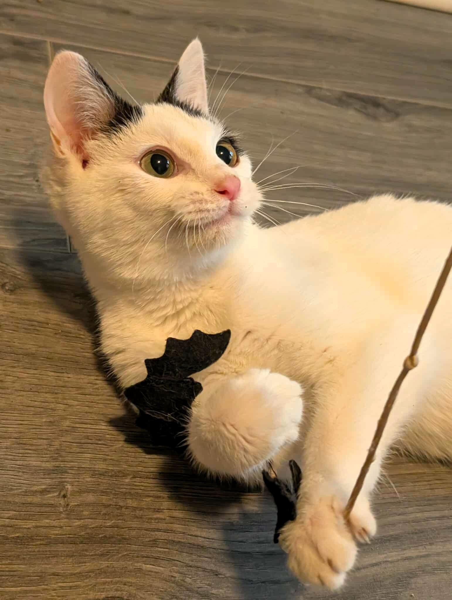 Enlarge Daphne, a Adoptable Domestic Short Hair in Lexington, KY image 3/6