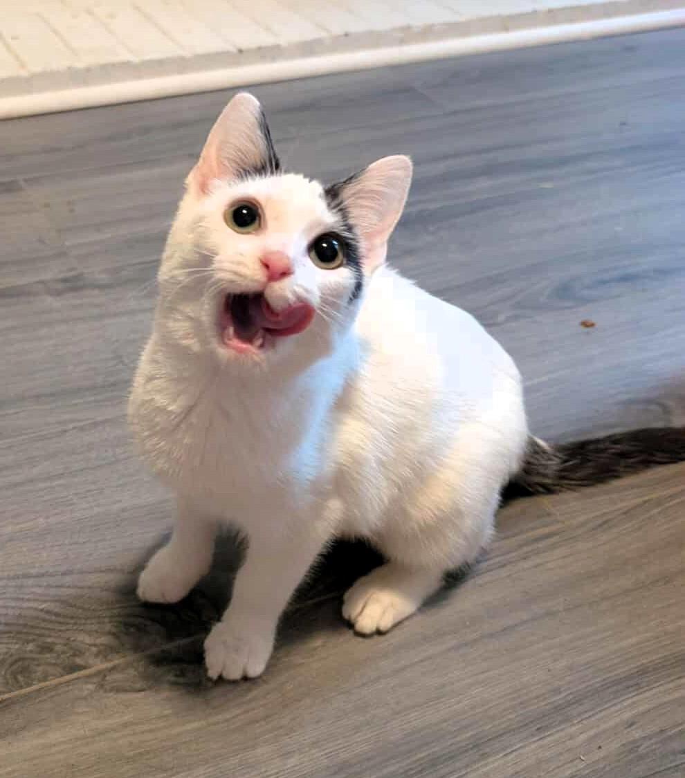 Enlarge Daphne, a Adoptable Domestic Short Hair in Lexington, KY image 4/6