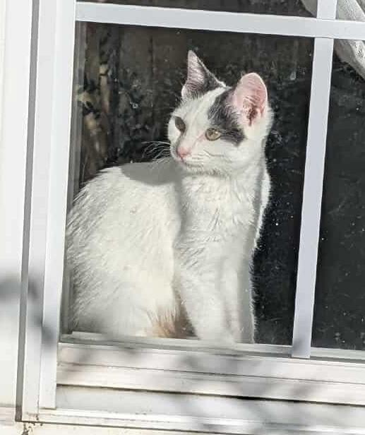 Enlarge Daphne, a Adoptable Domestic Short Hair in Lexington, KY image 1/6