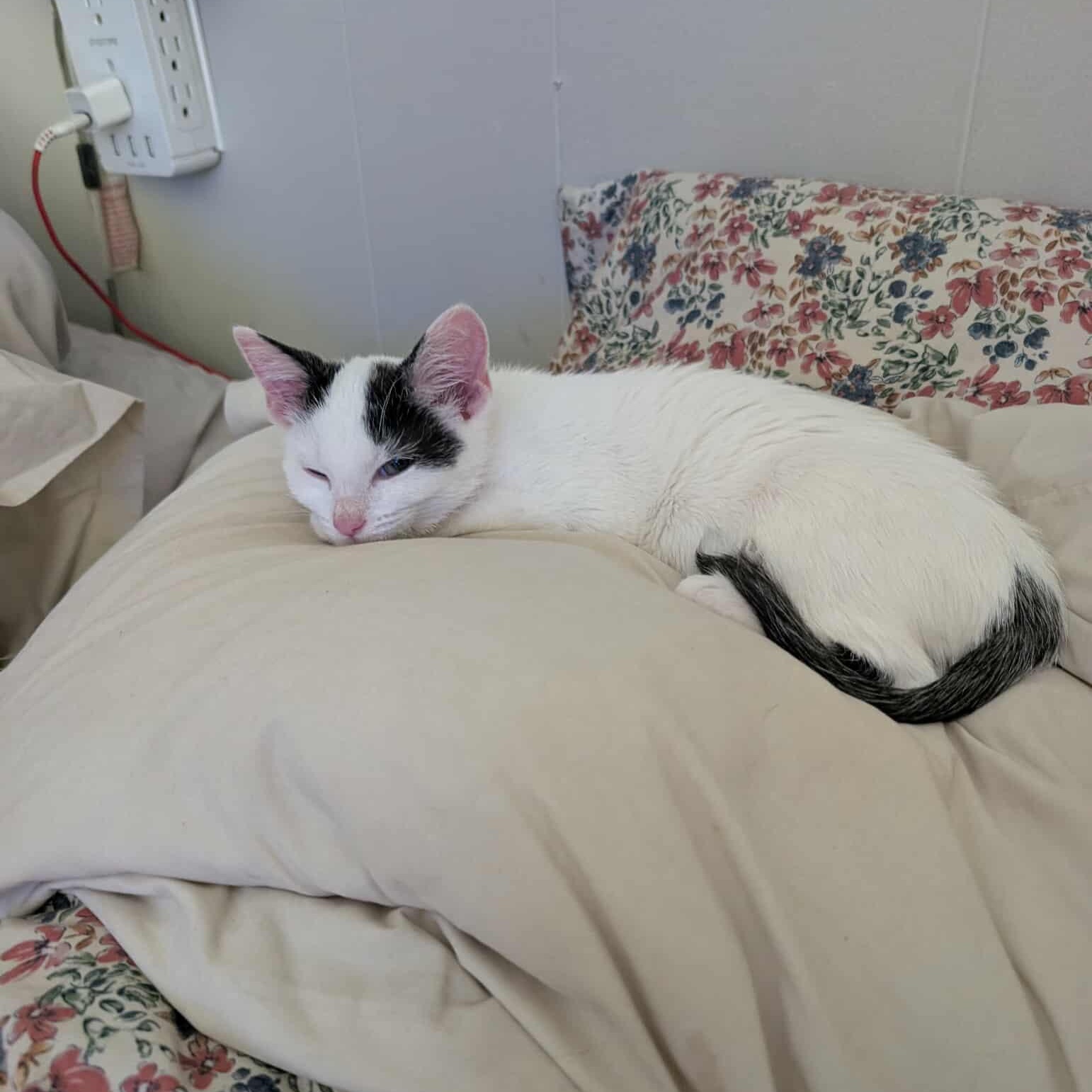 Enlarge Daphne, a Adoptable Domestic Short Hair in Lexington, KY image 6/6