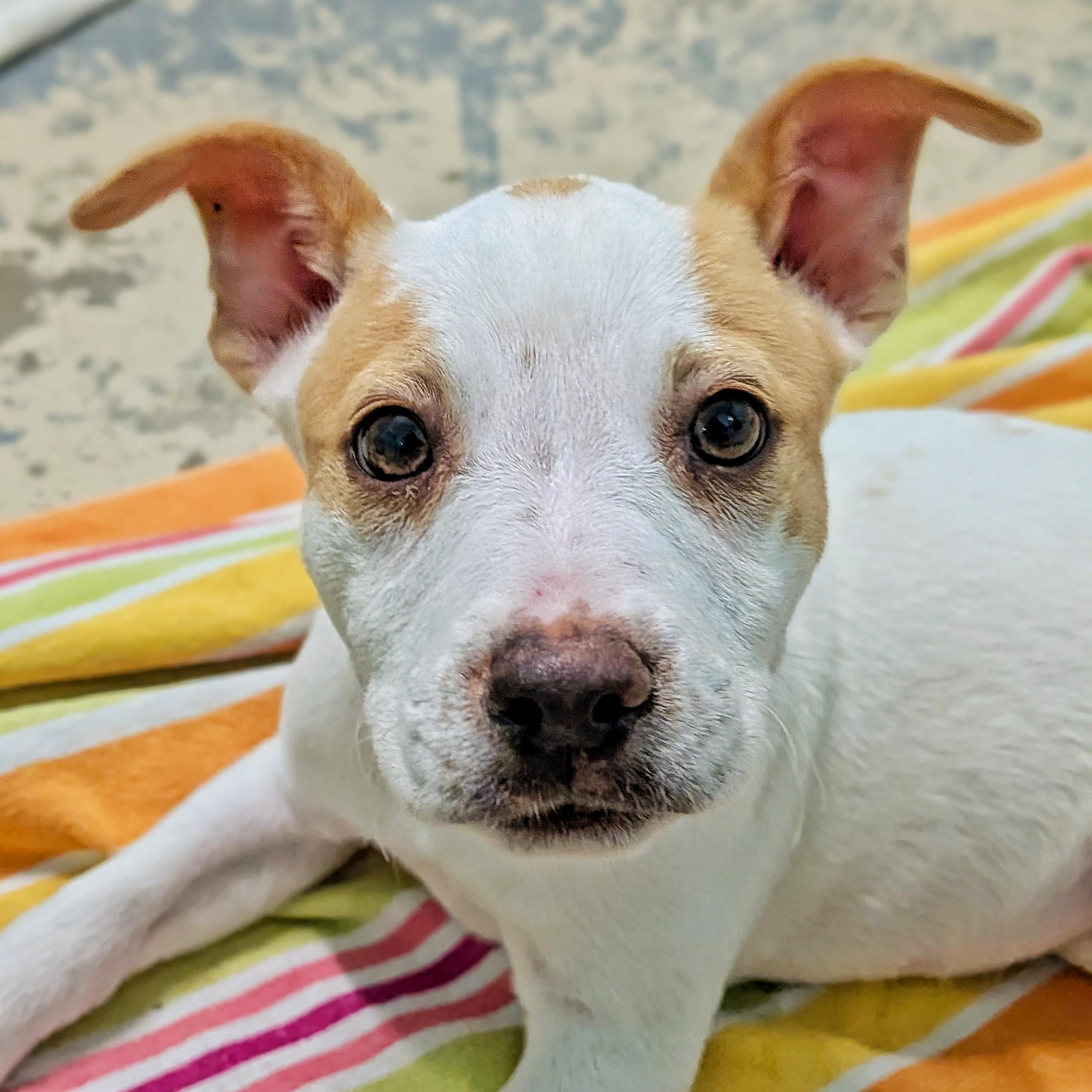 Bean, adopted, Puppy Female Jack Russell Terrier.
