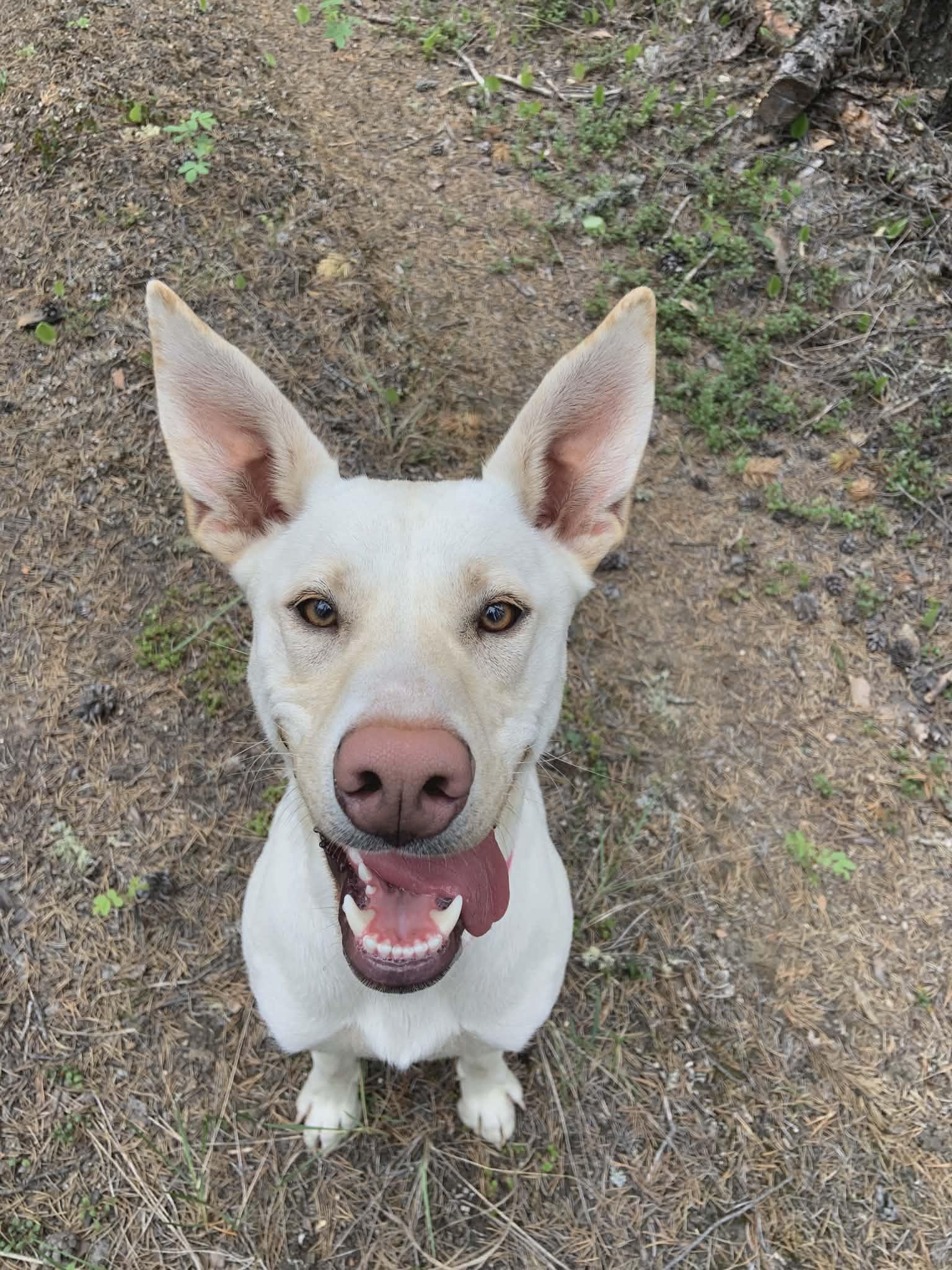 Enlarge Moony, a ADOPTABLE mixed breed in Fort Smith, NT image 1/4