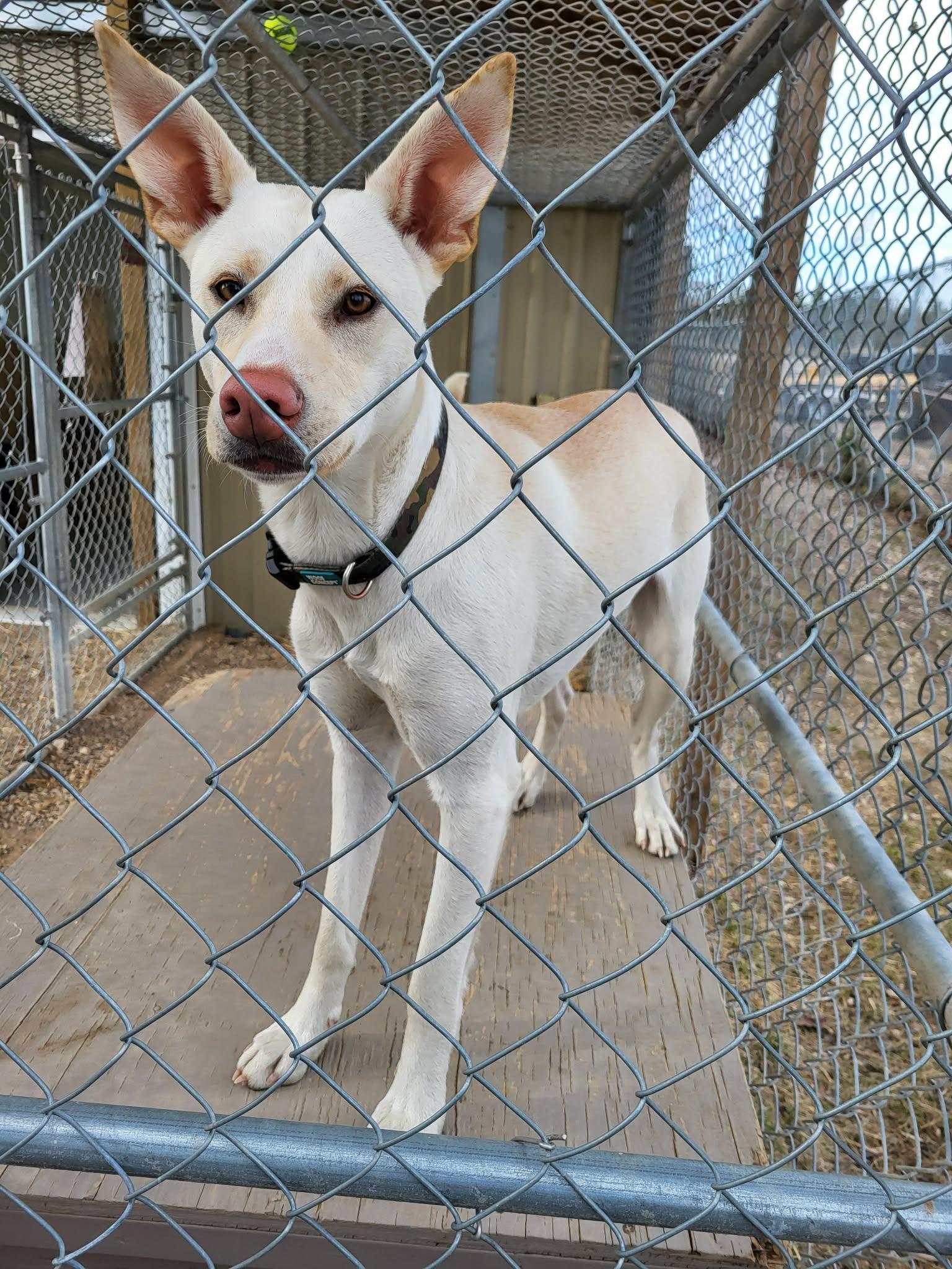 Enlarge Moony, a ADOPTABLE mixed breed in Fort Smith, NT image 2/4