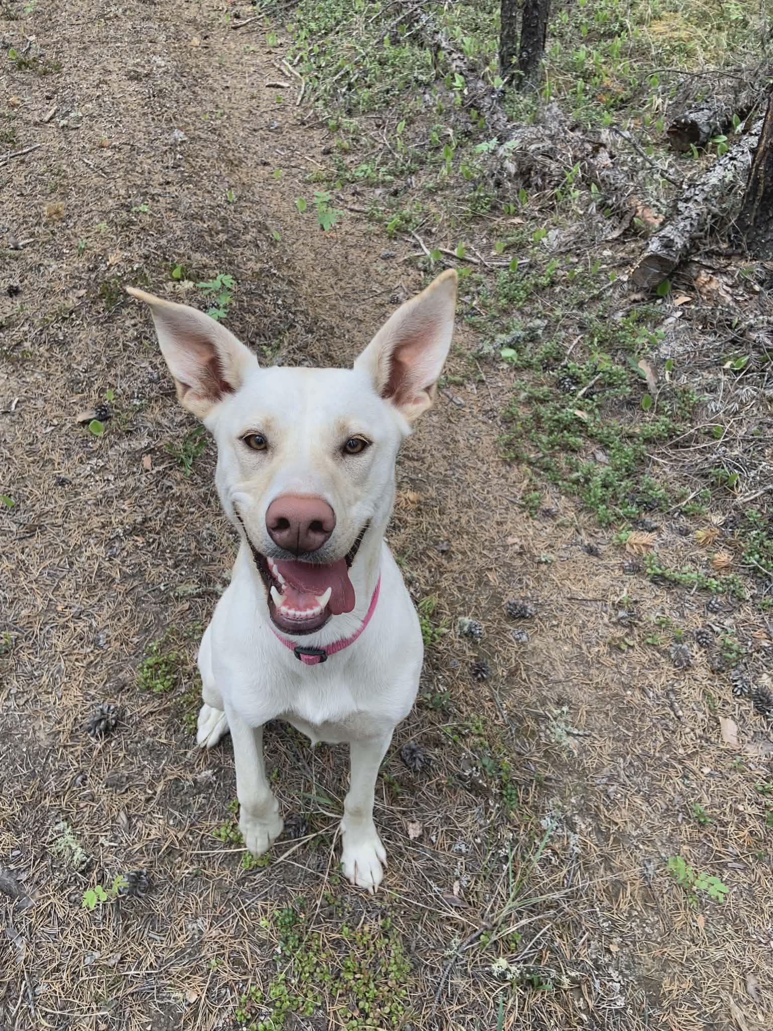 Enlarge Moony, a ADOPTABLE mixed breed in Fort Smith, NT image 4/4