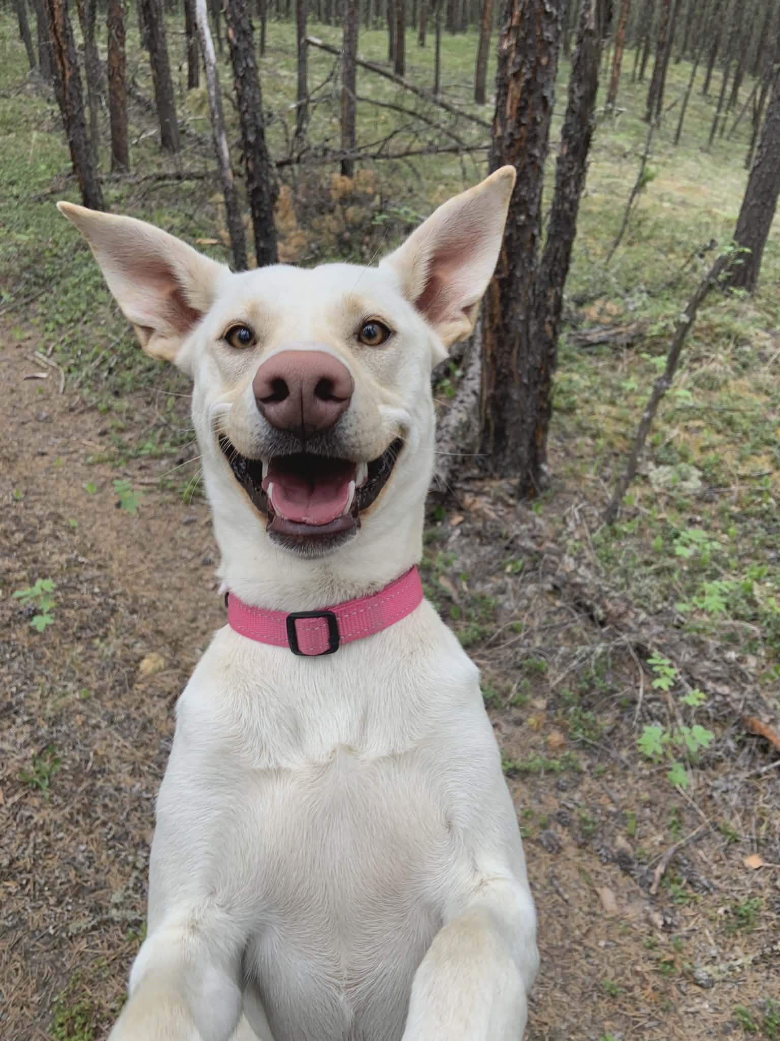 Enlarge Moony, a ADOPTABLE mixed breed in Fort Smith, NT image 3/4