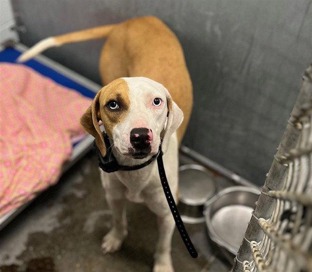 Enlarge DINAH, a Adoptable Foxhound in Tavares, FL image 1/1