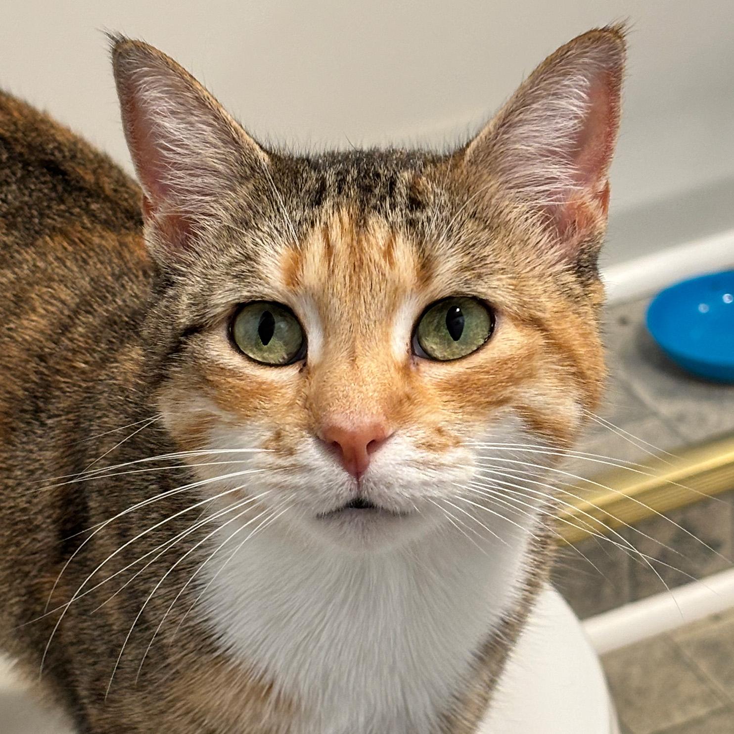 Millie, adopted, Adult Female Domestic Short Hair.